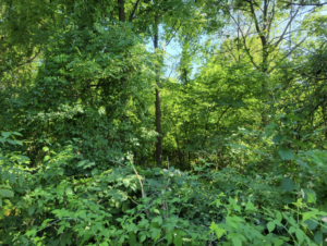 Best Tools to Clear Overgrown Land on a Small Farm