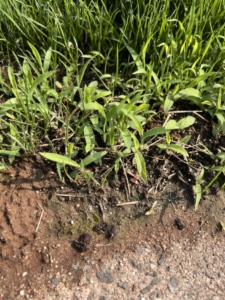 best tools to clear over grownland