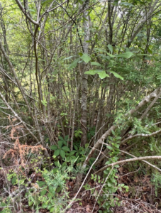 Best Tools to Clear Overgrown Land on a Small Farm