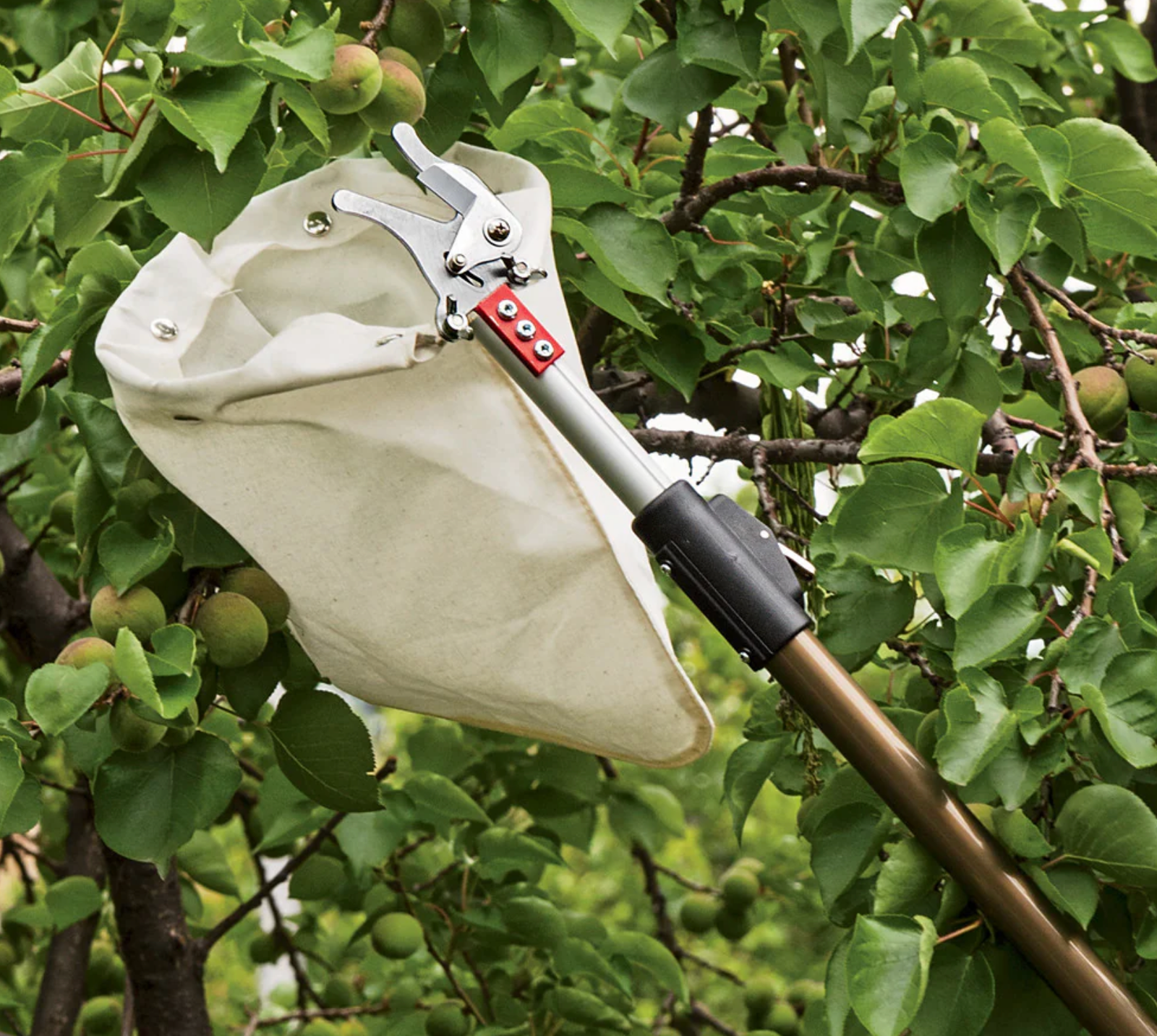 best Telescopic Fruit Picker