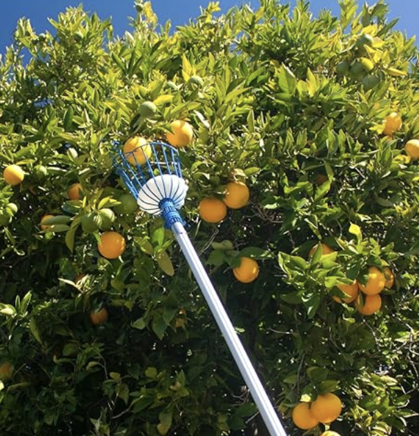 Best fruit picker in 2026