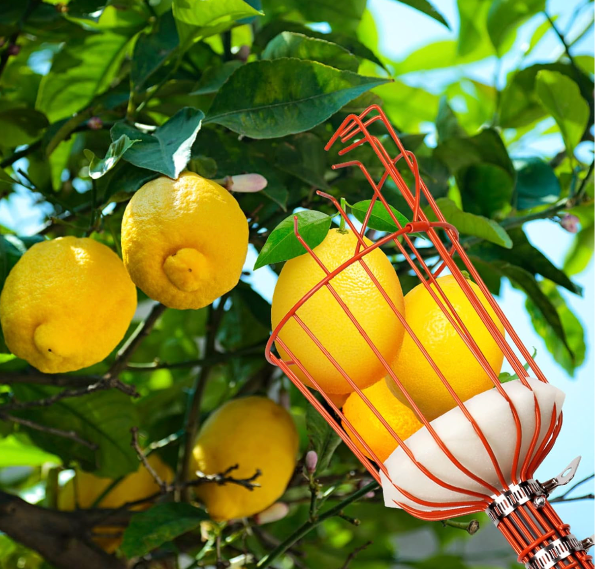 Best fruit picker for 2026