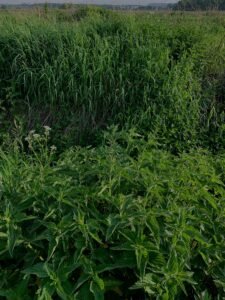 Best Tools to Clear Overgrown Land on a Small Farm