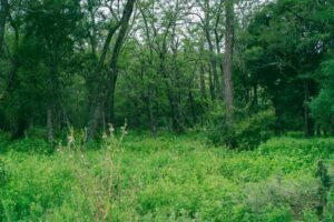 Best Tools to Clear Overgrown Land on a Small Farm