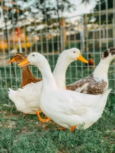 The Best Farm Animals for Beginners