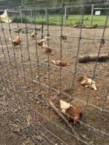 The Best Farm Animals for Beginners