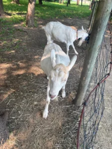 The Best Farm Animals for Beginners 