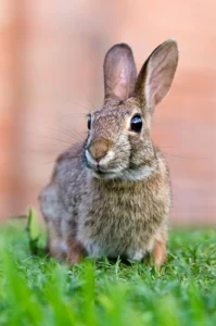 The Best Farm Animals for Beginners